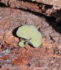 Attēlu rezultāti vaicājumam “Chlorencoelia versiformis”