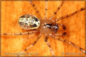 Attēlu rezultāti vaicājumam “Theridiidae”