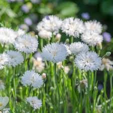 Attēlu rezultāti vaicājumam “Centaurea scabiosa leaf”