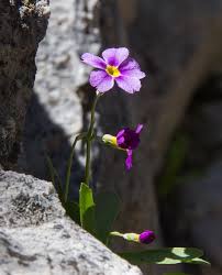 Attēlu rezultāti vaicājumam “Primulaceae”
