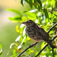 Image result for Petronia petronia