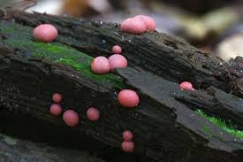 Attēlu rezultāti vaicājumam “Lycogala roseosporum macro”