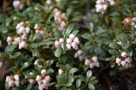 Attēlu rezultāti vaicājumam “Arctostaphylos uva-ursi”