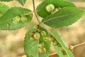 Attēlu rezultāti vaicājumam “Diplolepis eglanteriae”