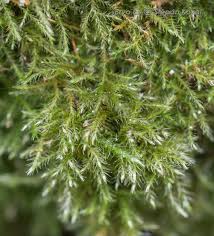 Attēlu rezultāti vaicājumam “Hygroamblystegium tenax”