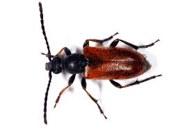 Attēlu rezultāti vaicājumam “Pseudovadonia livida”