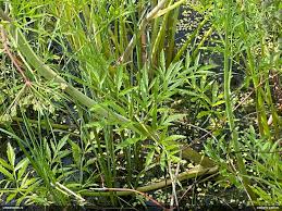 Attēlu rezultāti vaicājumam “Fuligo licentii”