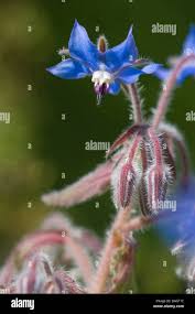 Attēlu rezultāti vaicājumam “Borago officinalis bud”