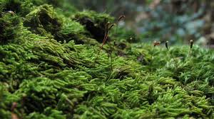 Attēlu rezultāti vaicājumam “Hypnum pallescens”