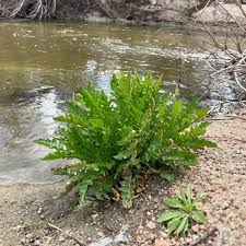 Attēlu rezultāti vaicājumam “Rorippa palustris leaf”