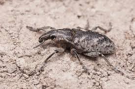 Attēlu rezultāti vaicājumam “Cleonis pigra”