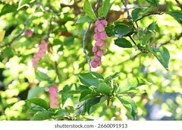 Attēlu rezultāti vaicājumam “Magnolia kobus fruit”