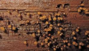 Attēlu rezultāti vaicājumam “Hemitrichia decipiens spores”