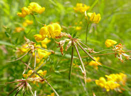 Attēlu rezultāti vaicājumam “Lotus corniculatus flower”