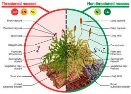 Attēlu rezultāti vaicājumam “Philonotis sporophyte”