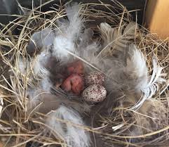 Attēlu rezultāti vaicājumam “Hirundo rustica nest”