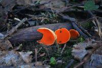 Attēlu rezultāti vaicājumam “Sarcoscypha austriaca var. lutea”