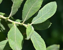 Attēlu rezultāti vaicājumam “Salix cinerea leaf”