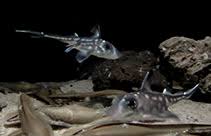 Image result for Hydrolagus colliei