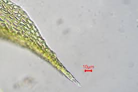Attēlu rezultāti vaicājumam “Thuidium delicatulum”