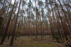 Image result for лес,