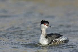 Image result for Podiceps auritus