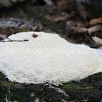 Attēlu rezultāti vaicājumam “Fuligo septica var. candida spores”