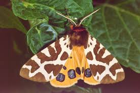 Attēlu rezultāti vaicājumam “Arctia caja”