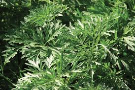 Attēlu rezultāti vaicājumam “Artemisia absinthium leaf”