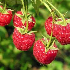 Attēlu rezultāti vaicājumam “Rubus idaeus fruit”