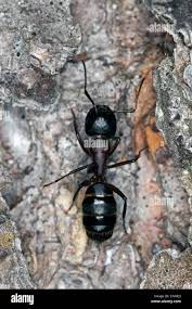 Attēlu rezultāti vaicājumam “Camponotus herculeanus”