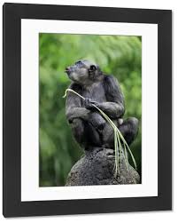 Attēlu rezultāti vaicājumam “Troglodytes troglodytes adult”