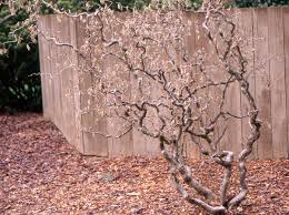 Attēlu rezultāti vaicājumam “Trichia contorta sessile”