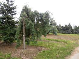 Attēlu rezultāti vaicājumam “Pinus”