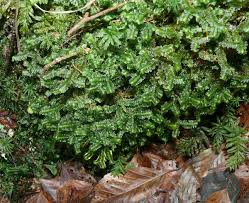 Attēlu rezultāti vaicājumam “Bazzania trilobata”