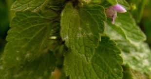 Attēlu rezultāti vaicājumam “Lamium album leaf”
