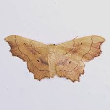 Attēlu rezultāti vaicājumam “Idaea emarginata”