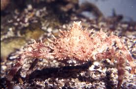 Image result for Lithodes maja