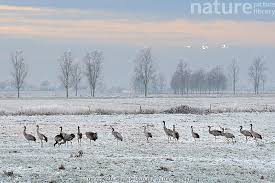 Attēlu rezultāti vaicājumam “Cygnus olor juvenile”