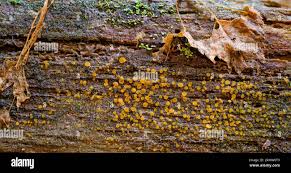 Attēlu rezultāti vaicājumam “Orbilia sp.”