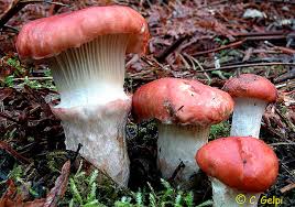 Attēlu rezultāti vaicājumam “Gomphidius roseus”