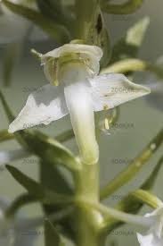 Attēlu rezultāti vaicājumam “Silene chlorantha”