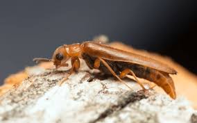 Attēlu rezultāti vaicājumam “Hylecoetus dermestoides male”