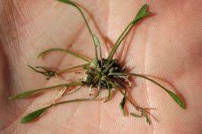 Attēlu rezultāti vaicājumam “Limosella aquatica flower”