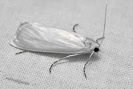 Attēlu rezultāti vaicājumam “Eana argentana”