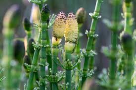 Attēlu rezultāti vaicājumam “Equisetum fluviatile”