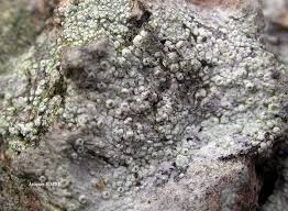 Attēlu rezultāti vaicājumam “Lecanora carpinea”