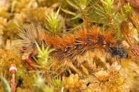 Attēlu rezultāti vaicājumam “Parasemia plantaginis female”