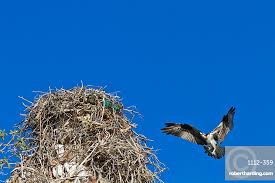 Attēlu rezultāti vaicājumam “Pandion haliaetus adult”