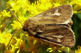 Attēlu rezultāti vaicājumam “Cerapteryx graminis”